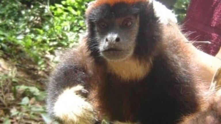 Read more about the article New Monkey Species Discovered In Peruvian Nature Reserve In Amazon