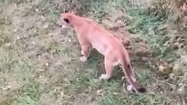 Read more about the article First Case Of Mountain Lion Seen In Iowa Since 2019