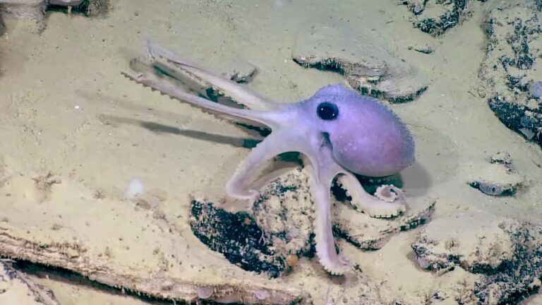 Read more about the article Scary Wart-Covered Octopus And Zombie Sponge In Deep Ocean Water