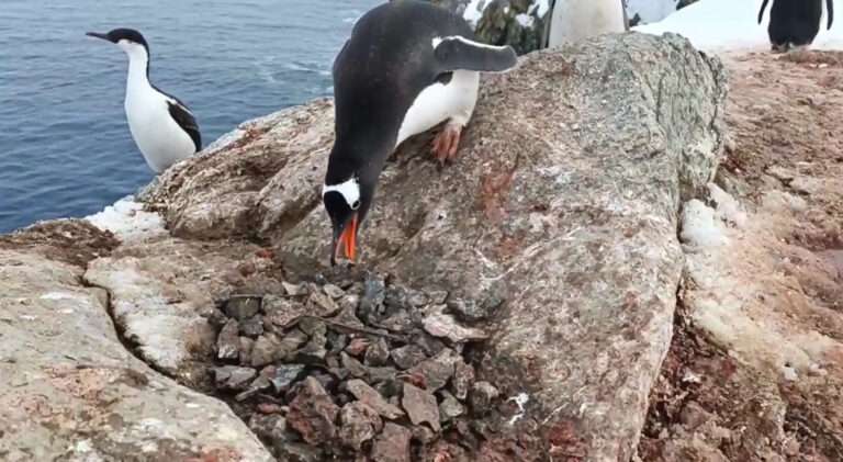Read more about the article Male Penguin Steals Stones From Other Nest To Impress Female Before Two Fight