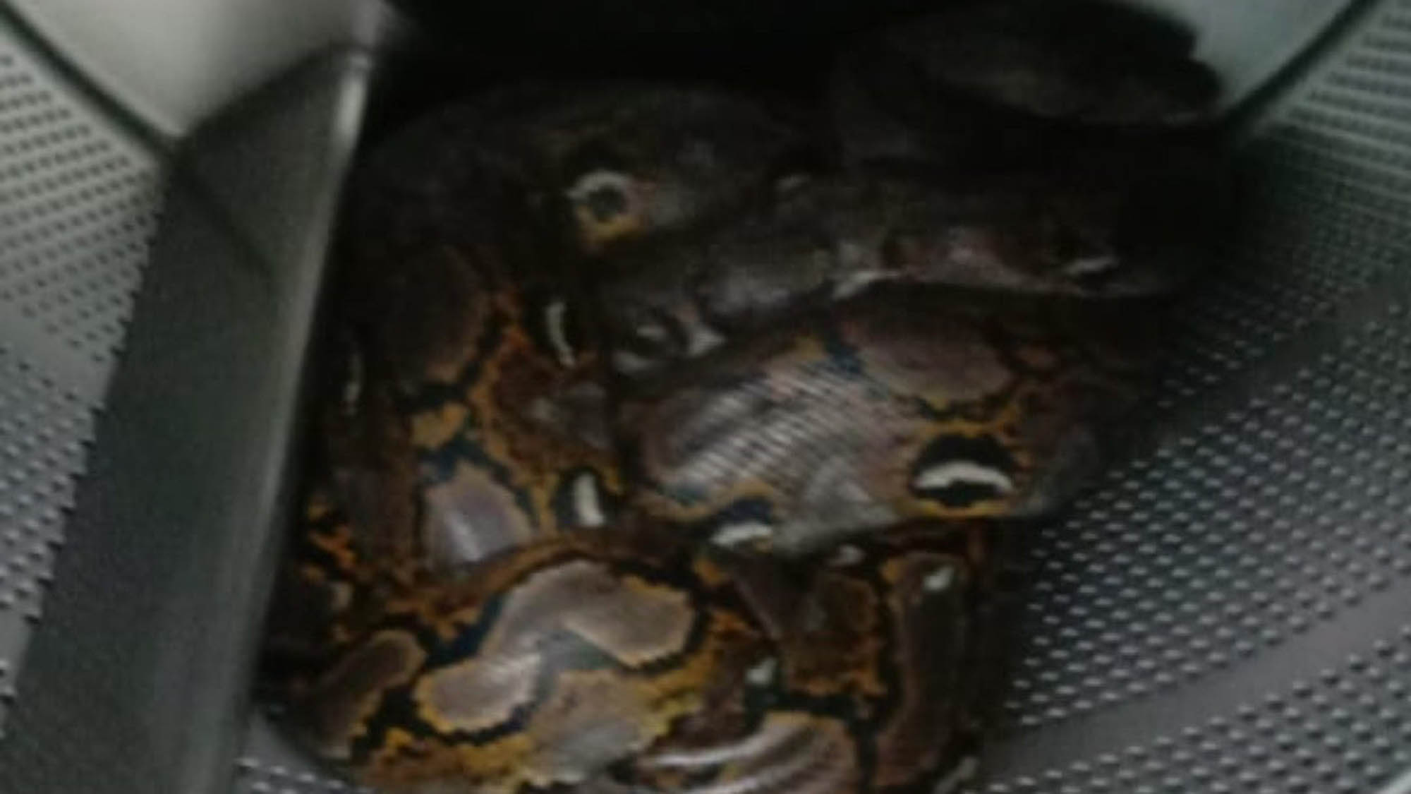 Read more about the article Six-Foot Python Found In Launderette Washing Machine