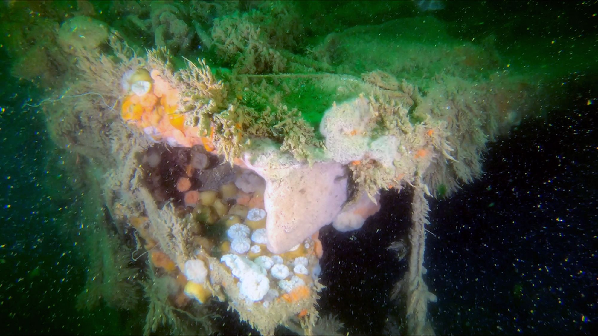 Read more about the article WWII Ship Sunk By RAF Is Leaking Dangerous Pollutants Into Sea