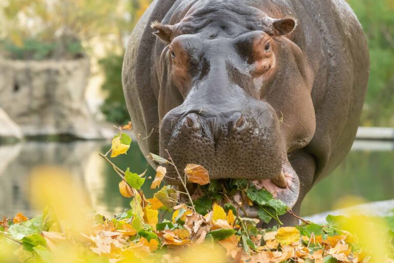 Read more about the article Animals At World’s Oldest Zoo Nibble On Tasty Autumn Leaves