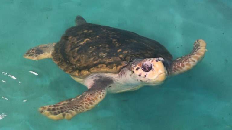 Read more about the article Jorge The VIP Turtle Goes To Rehab After 38 Years In Captivity