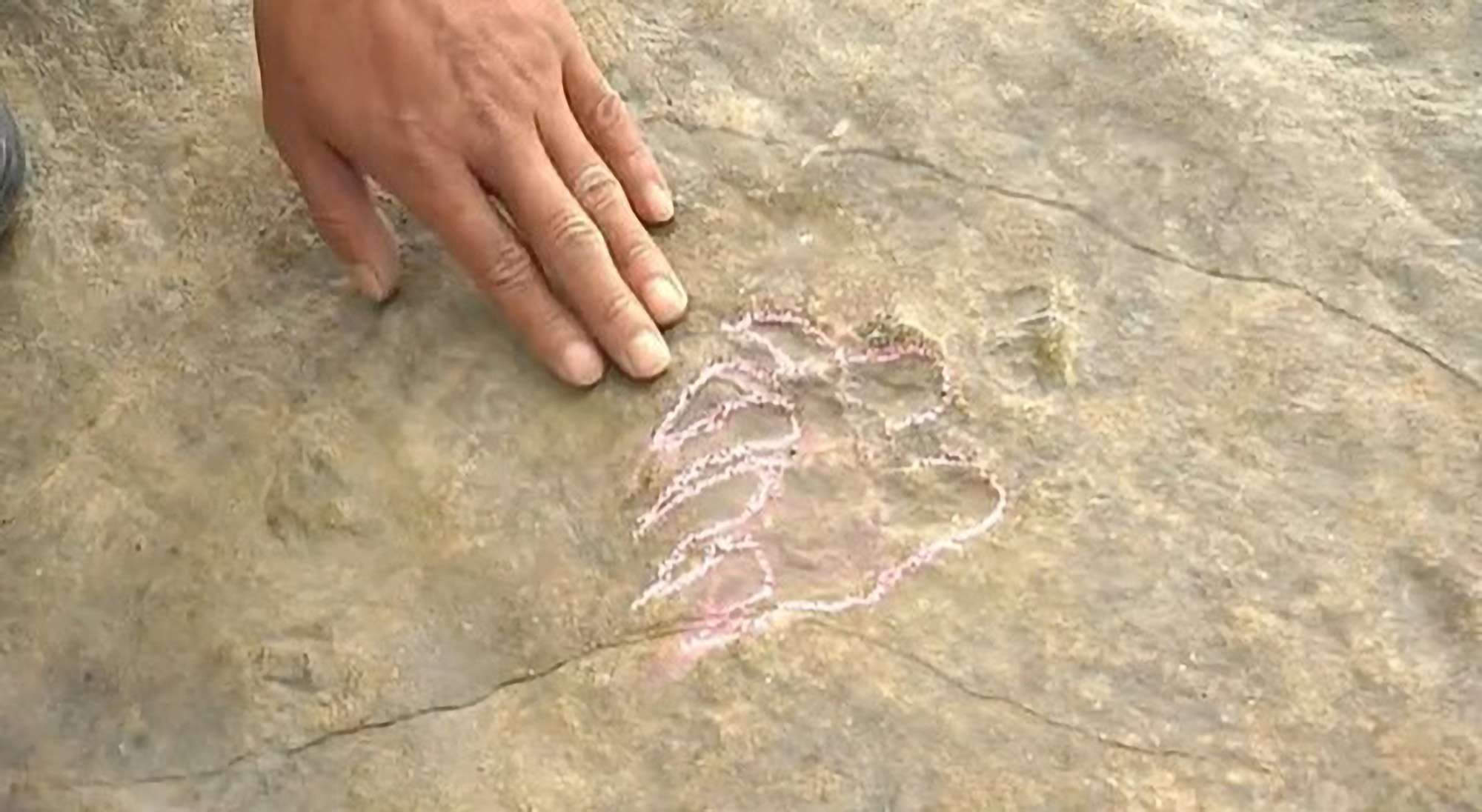 Read more about the article Amazed Boffins Discover 100-Million Years Old Turtle Footprints