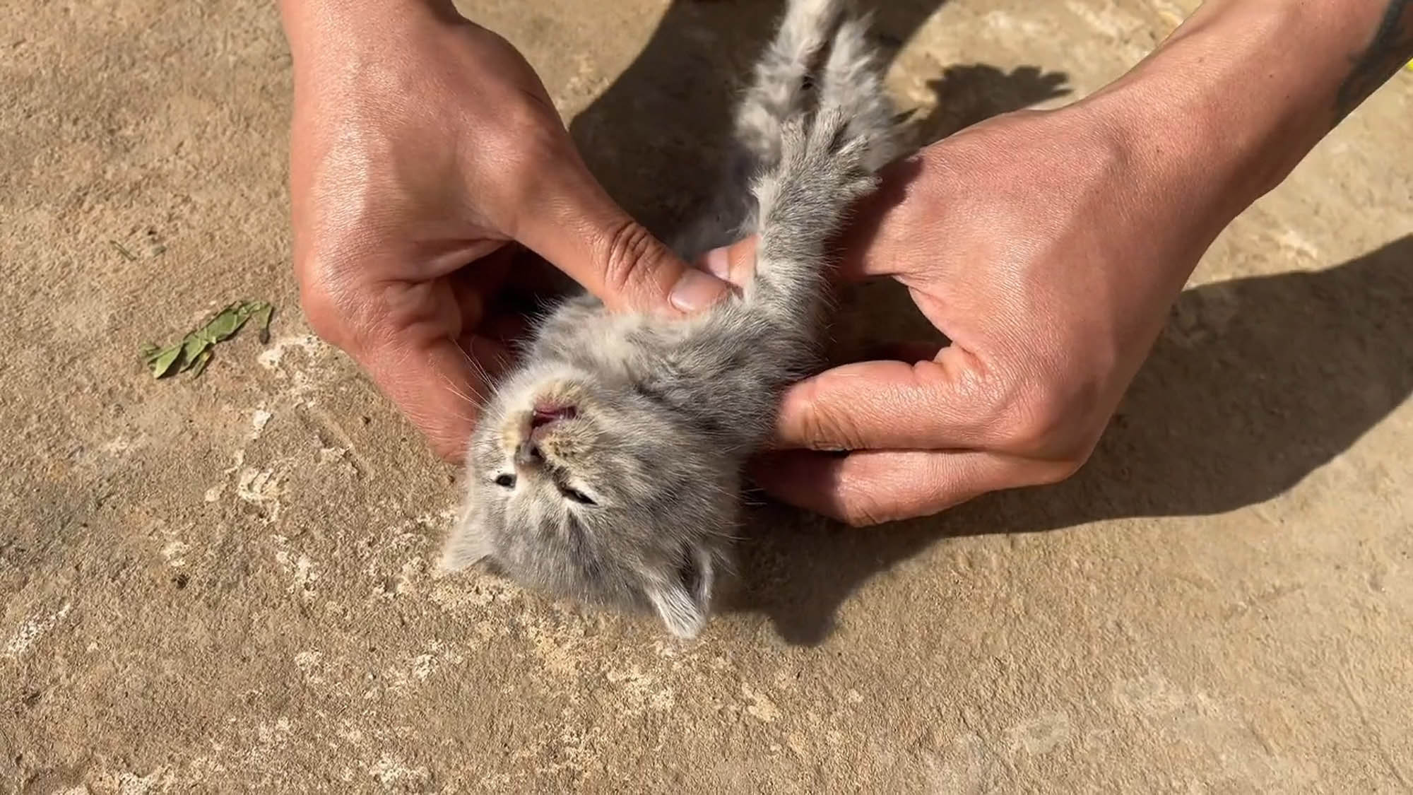 Read more about the article Man’s CPR Brings Kitten Back From Dead