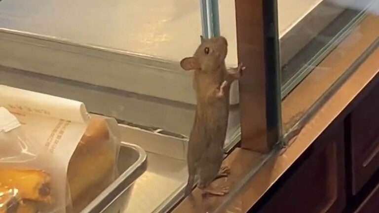 Read more about the article Shocked Customers Find Mouse On Pastry Counter