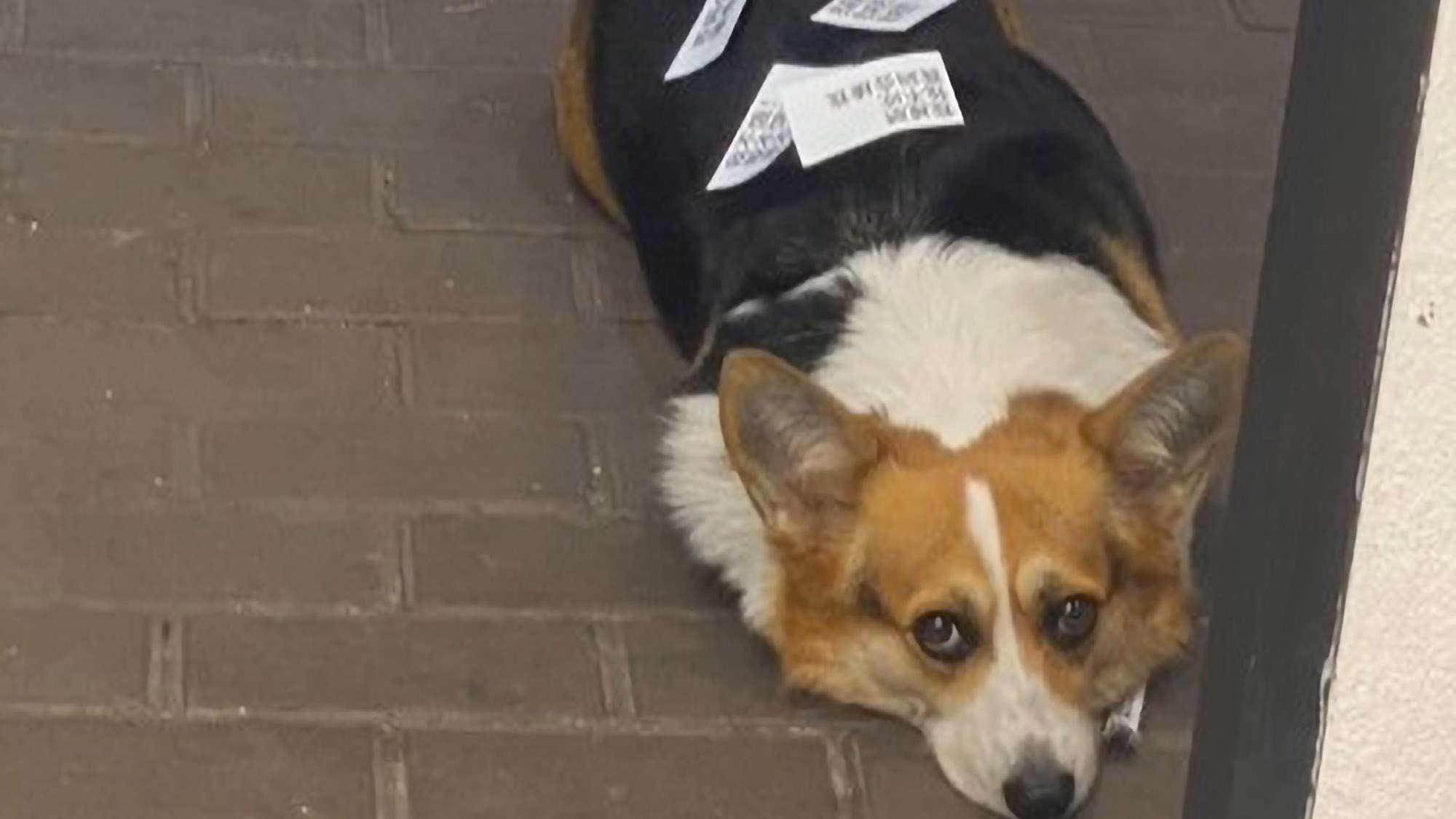 Read more about the article Dog Owner Puts Sticky Notes On Pet To Stop Strangers Feeding It