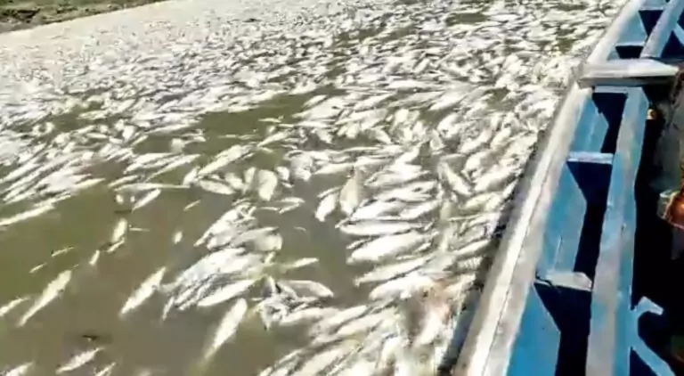 Read more about the article Thousands Of Fish Die In Drought