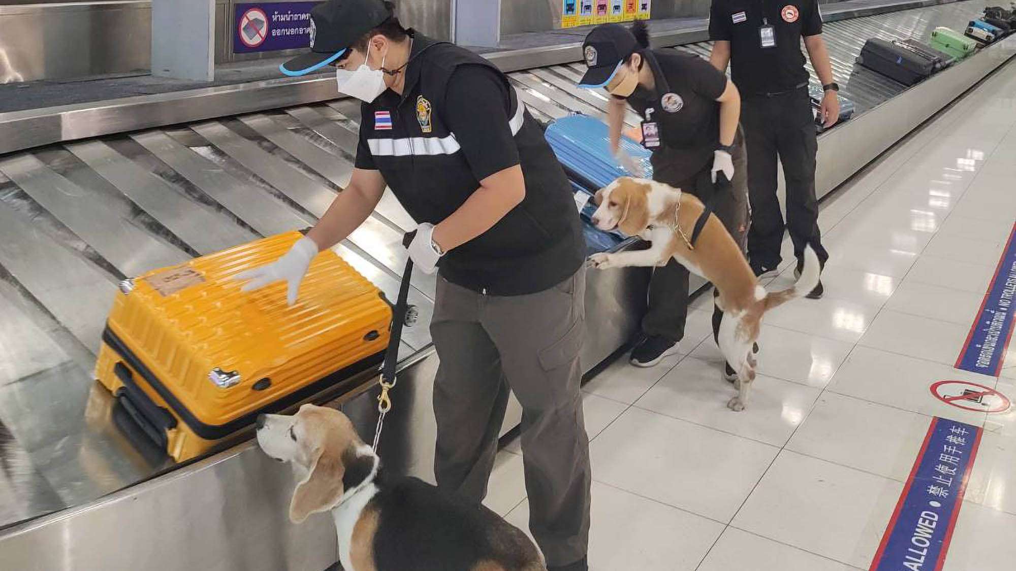 Read more about the article Airport Customs Dogs Bust Chinese Tourist Smuggling Smoked Bats In Suitcase