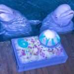 Cute Beluga Whale Celebrates Sixth Birthday With Cool ‘Cake’