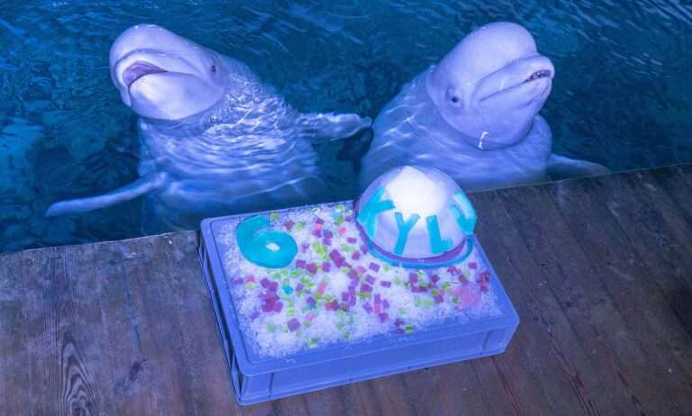 Read more about the article Cute Beluga Whale Celebrates Sixth Birthday With Cool ‘Cake’