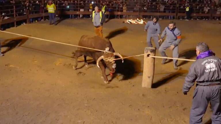 Read more about the article Terrified Bull Dies After Burning Horns Were Strapped To Its Head
