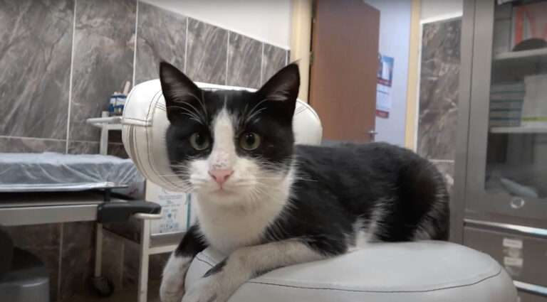 Read more about the article Injured Cat Sneaks Into Hospital ER For Treatment