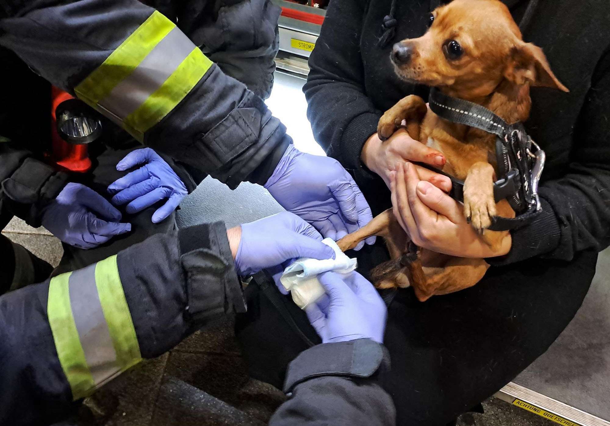 Read more about the article Firemen Save Chihuahua Stuck In Escalator
