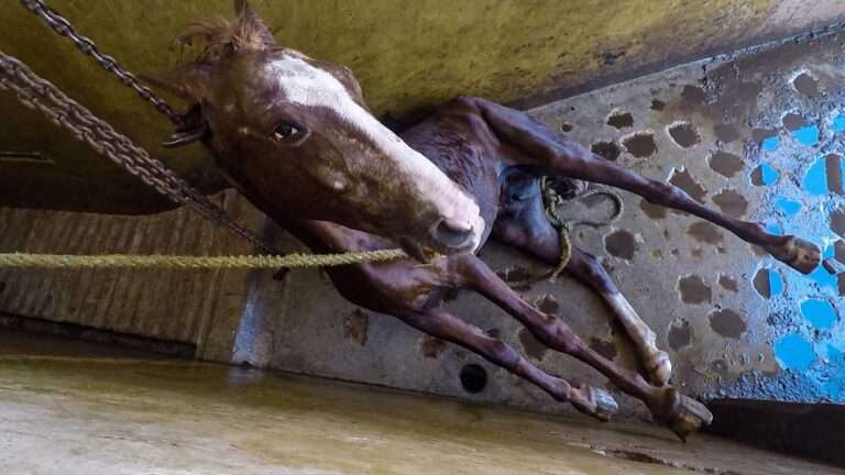Read more about the article Shocking Torture Of Horses Slaughtered To Be Sold As Beef