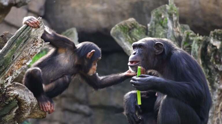 Read more about the article Spanish Zoo Bids Sad Farewell To Four-Year-Old Chimpanzee