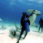 Woman Diver Hand Feeds Hammerhead Shark