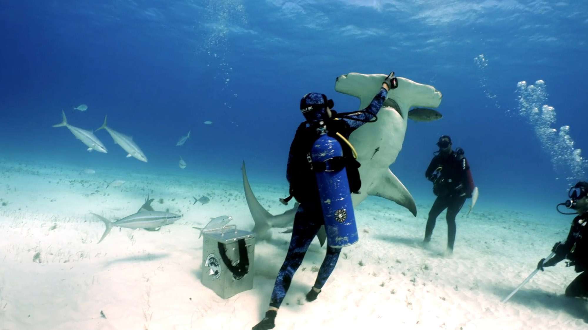 Read more about the article Woman Diver Hand Feeds Hammerhead Shark