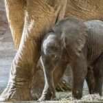 Newborn Endangered Tusker Shelters Under Loving Mum’s Tummy