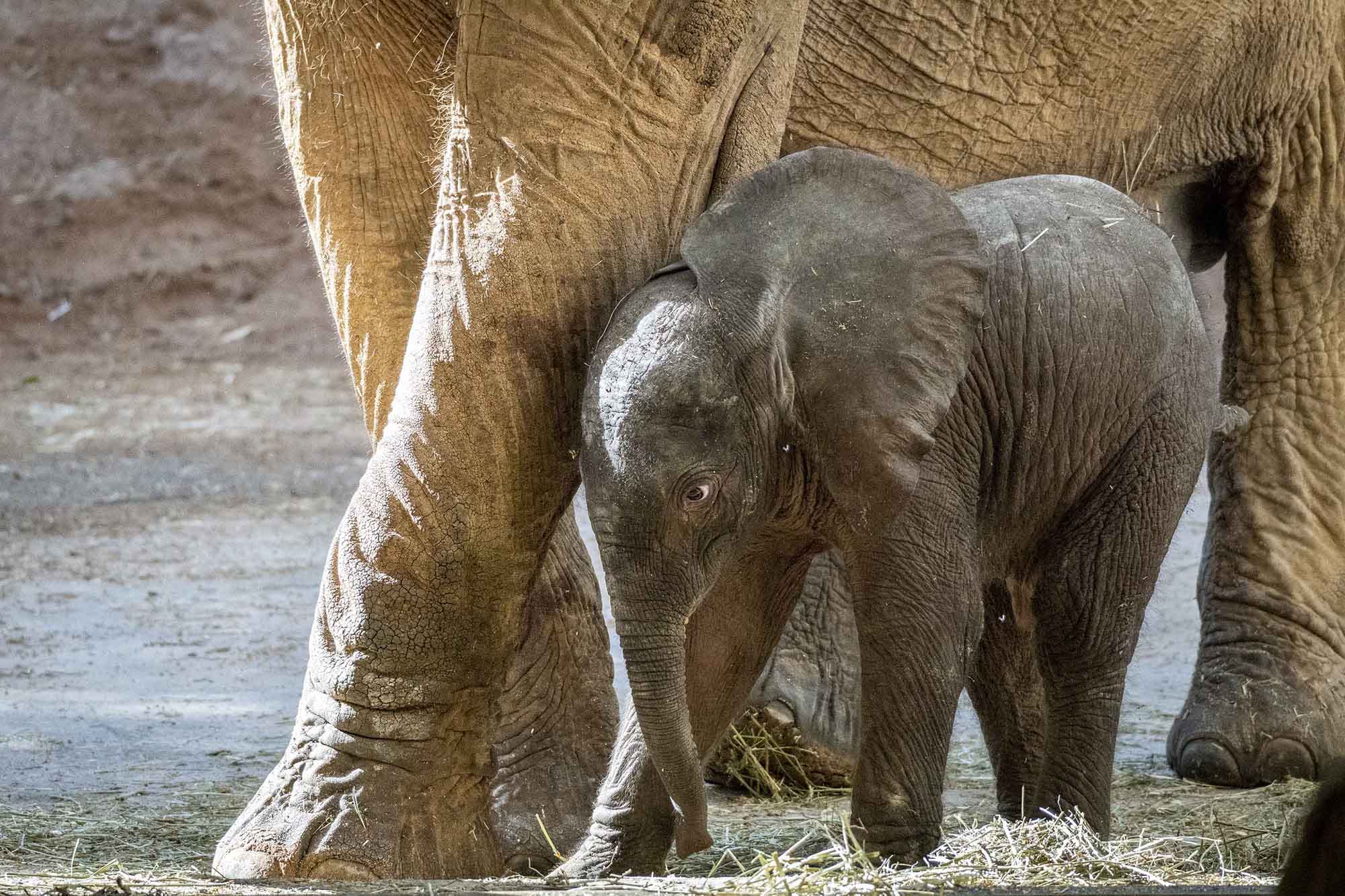 Read more about the article Newborn Endangered Tusker Shelters Under Loving Mum’s Tummy