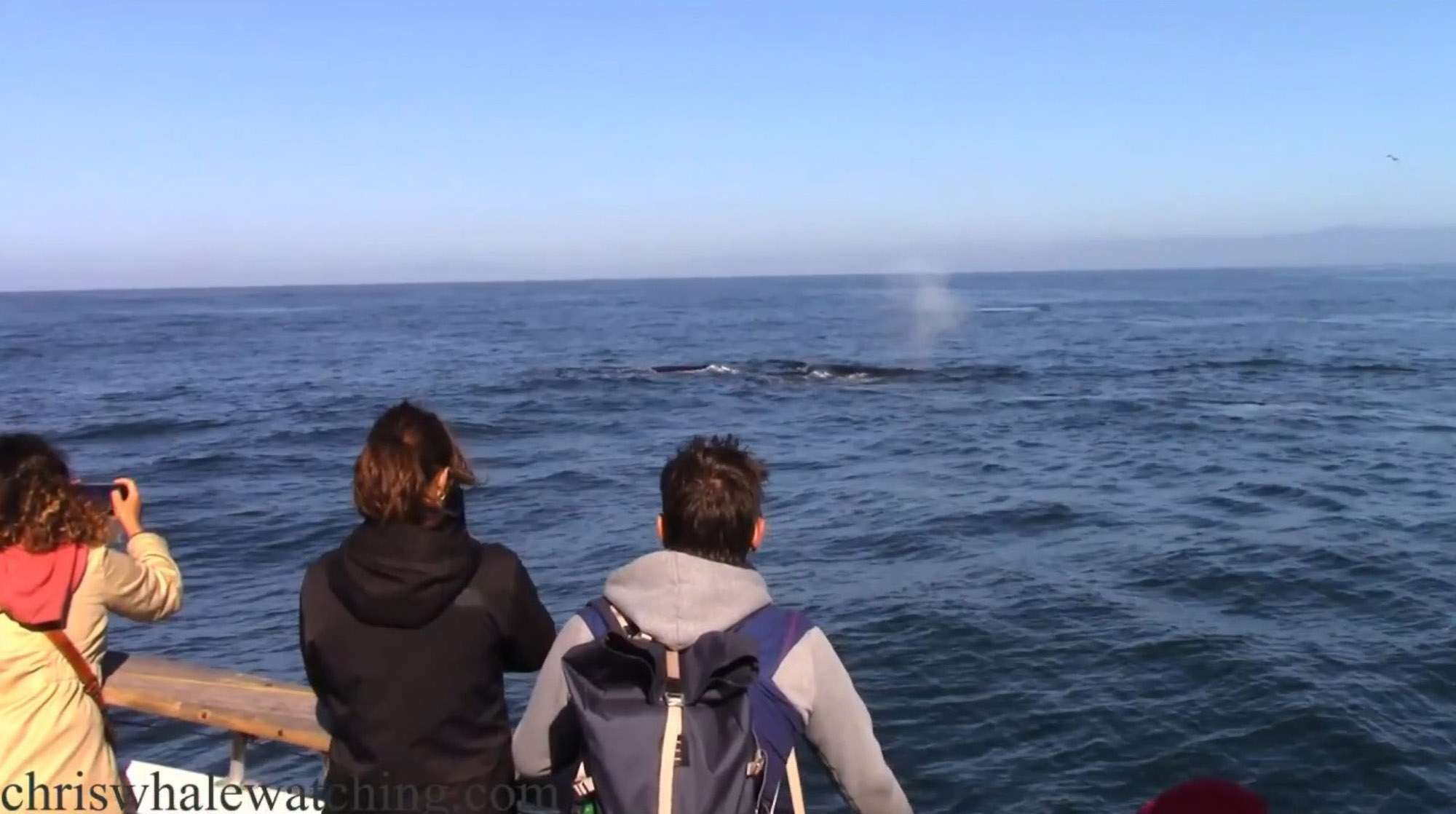 Read more about the article Small Boat Dwarfed In Among Pod Of Magnificent Humpback Whales