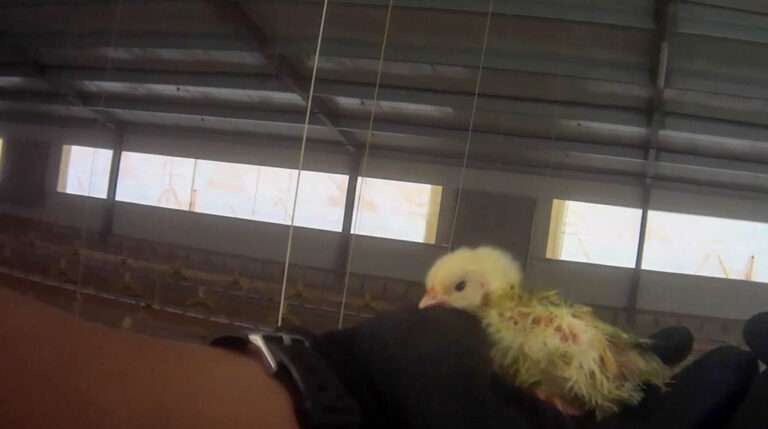 Read more about the article Shocking Abuse At Lidl’s Poultry Suppliers