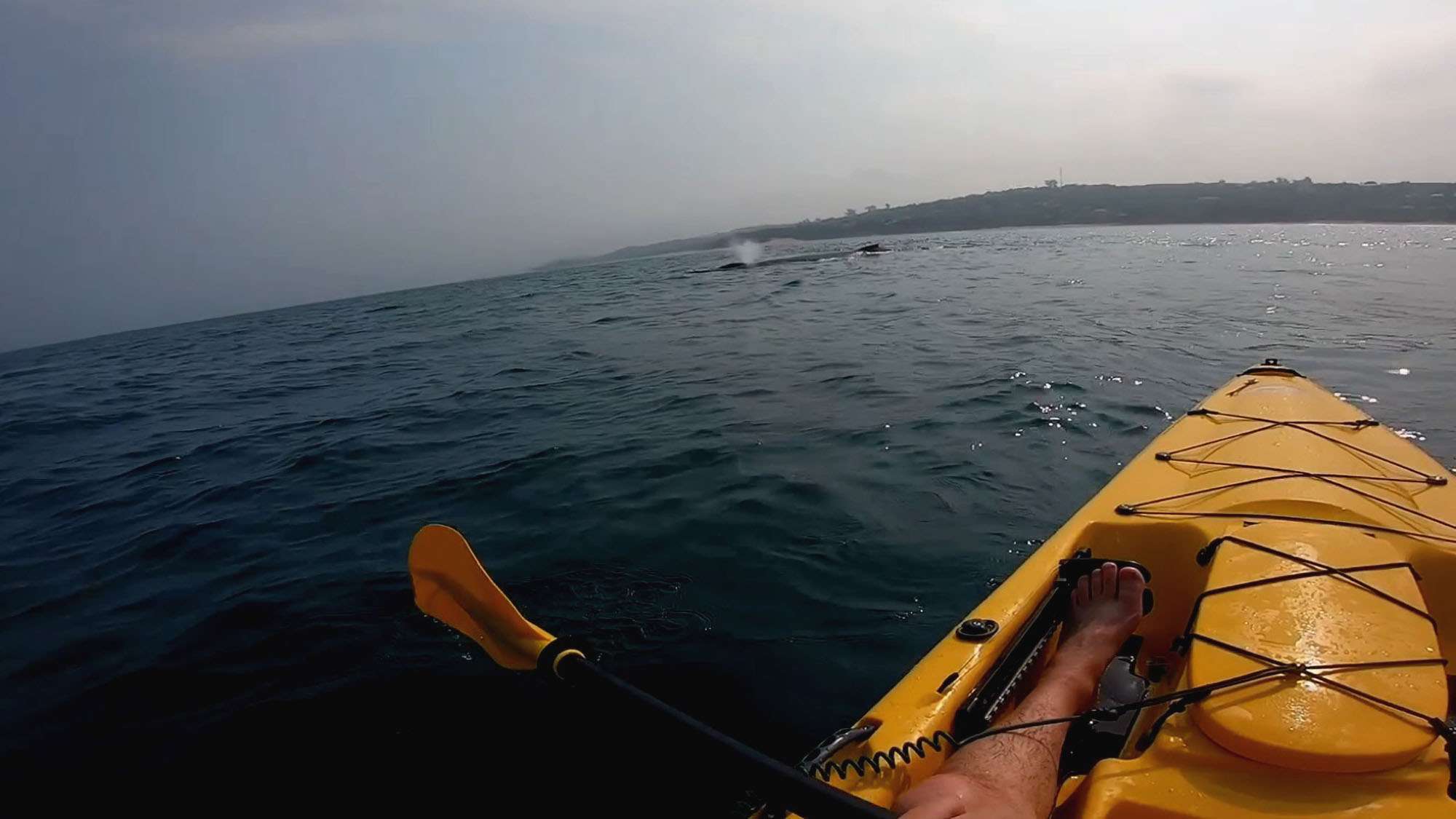 Read more about the article Kayaker’s Incredible Close Encounter With Whale Mum And Her Calf
