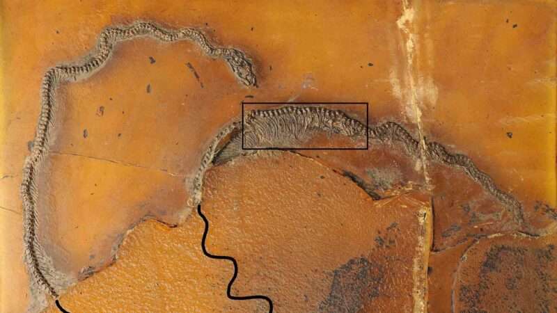Oldest Live Birth Of Snake Dating Back 47 Million Years Discovered
