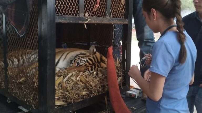 Read more about the article Cops Searching For Three Missing Women Find Endangered Tiger In Ranch Raid
