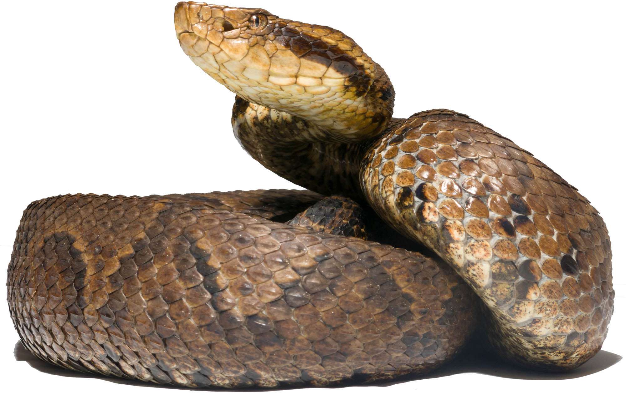 Read more about the article Two New Deadly Snakes Species Found