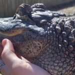 Man Pets Small Alligator As It Lies On His Arm And Enjoys Warm Sunshine