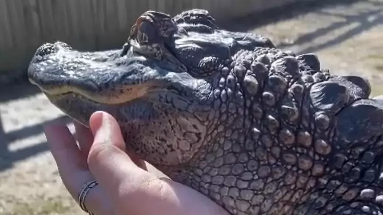 Read more about the article Man Pets Small Alligator As It Lies On His Arm And Enjoys Warm Sunshine