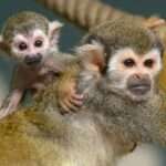 World’s Oldest Zoo Celebrates 270th Anniversary With Adorable New Squirrel Monkey Babies
