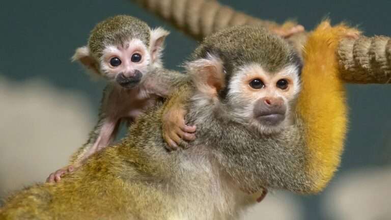 Read more about the article World’s Oldest Zoo Celebrates 270th Anniversary With Adorable New Squirrel Monkey Babies