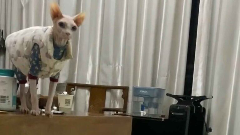 Read more about the article Hairless Cat’s Protest After Being Made To Wear Clothes