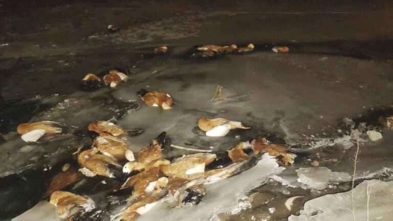 Read more about the article Mystery Of Hundreds Of Wild Ducks Found Frozen In Ice
