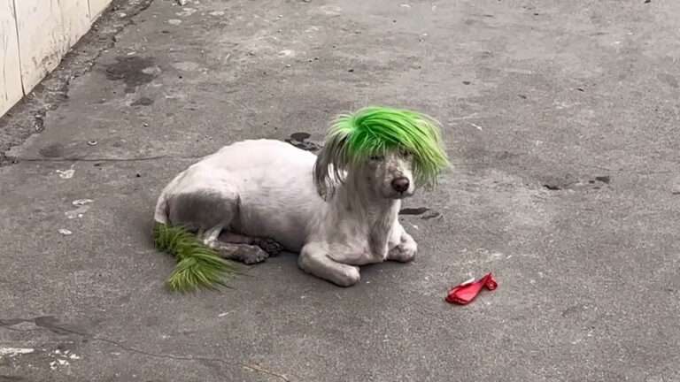 Read more about the article Owner Dyed Pet Pooch Green So She Would Never Lose It