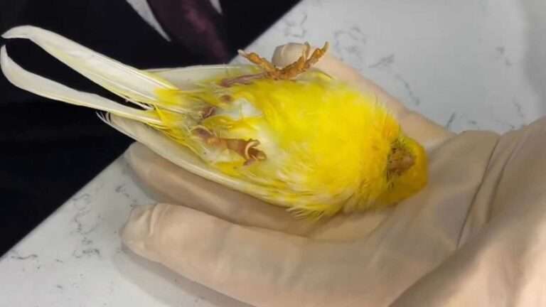 Read more about the article Canary Plays Dead At Vet’s