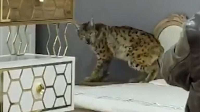 Read more about the article Wild Lynx Caught On Furniture Store Sofa