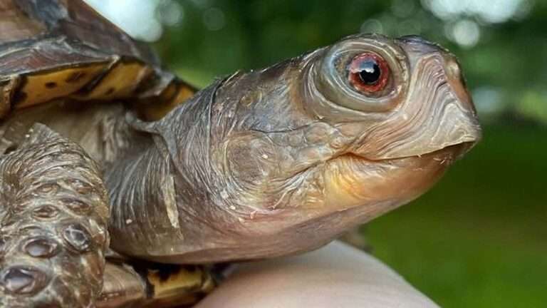 Read more about the article Pet Turtle Goes Viral For Slick Dancing Moves