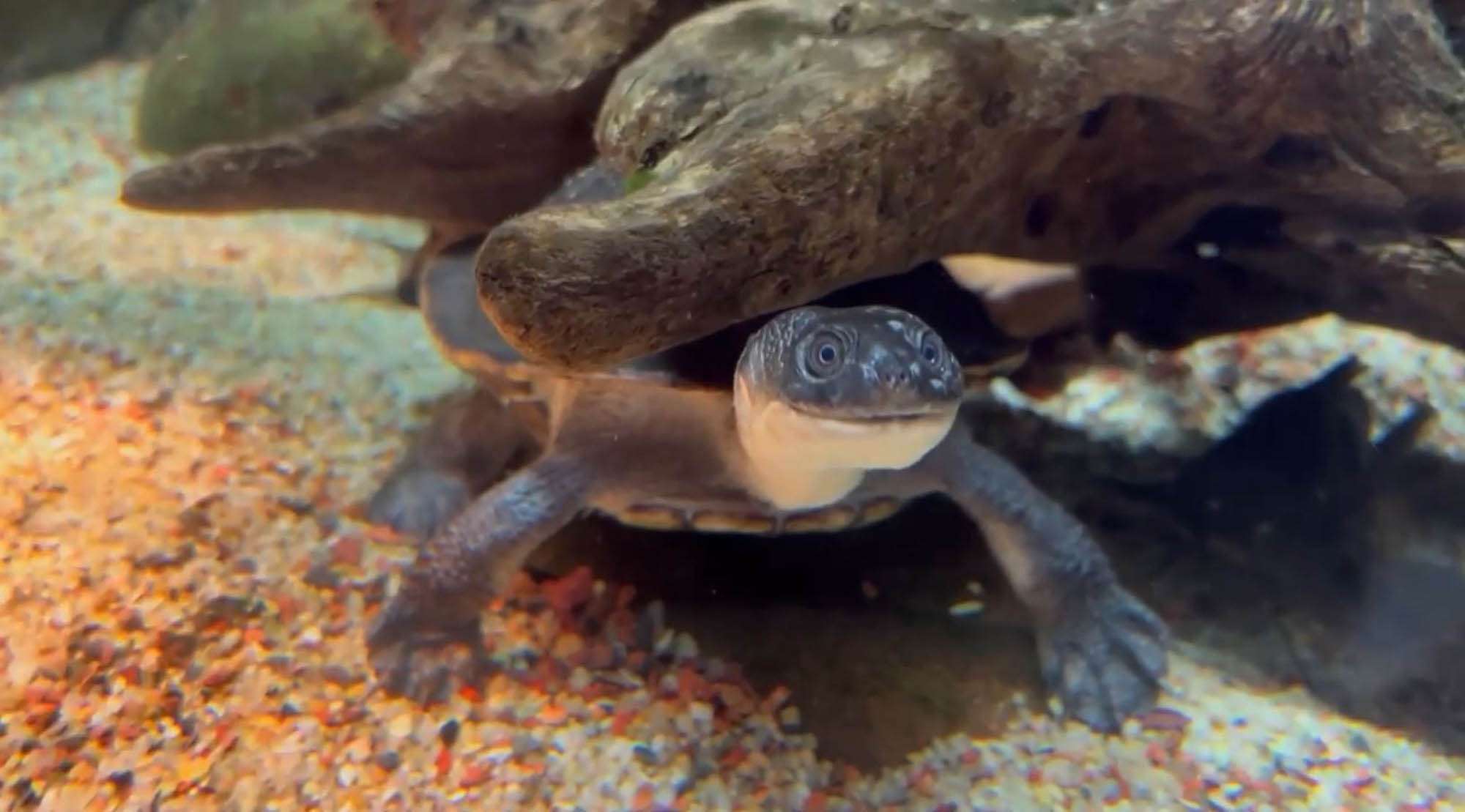 Read more about the article Snake-Necked Turtle Exercises Its Neck While Feeding
