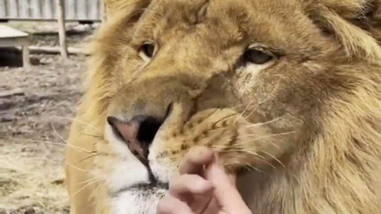 Read more about the article Zookeeper Sticks Fingers In Lion’s Mouth To Tease Him