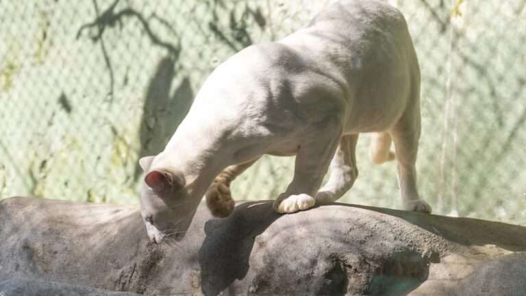 Read more about the article World’s First Albino Ocelot Found In The Wild Gets New Home In Zoo