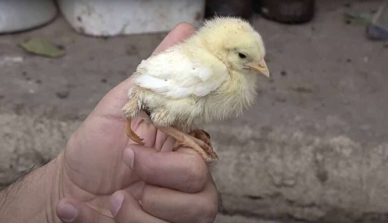 Read more about the article Three-Legged Chick Is Online Star In Turkey