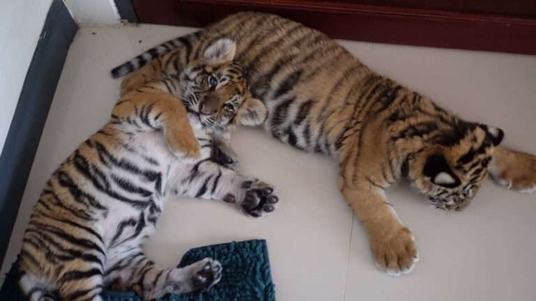 Read more about the article Rescued Tiger Cubs Found Underweight Now Have Round Bellies