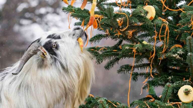 Read more about the article Greedy Goats Hog All The Holiday Treats