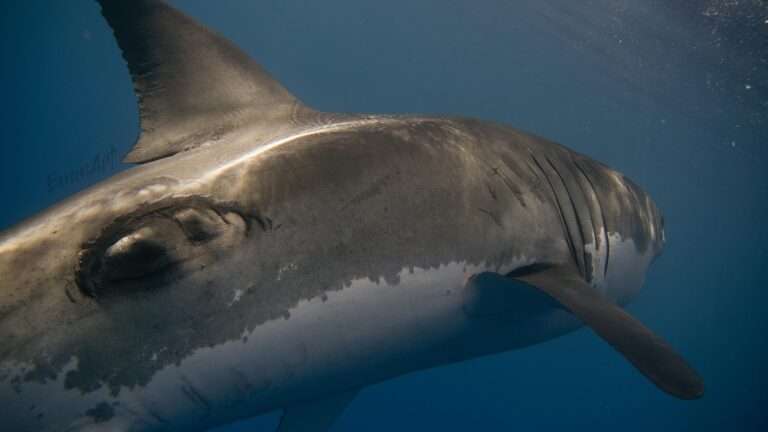 Read more about the article Great White Shark With Huge Gash Swims Feet Away From Cameraman