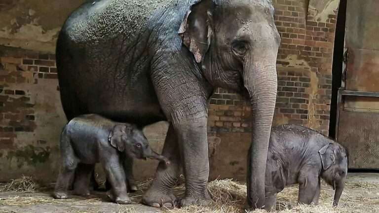 Read more about the article German Zoo Celebrates Xmas By Welcoming 2nd Endangered Asian Elephant Calf