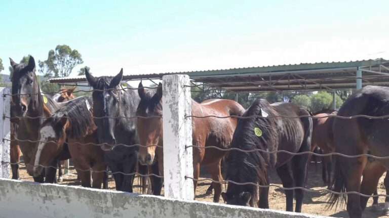 Read more about the article Horses From The US Butchered In Mexico After 17-Hour Journey From Texas